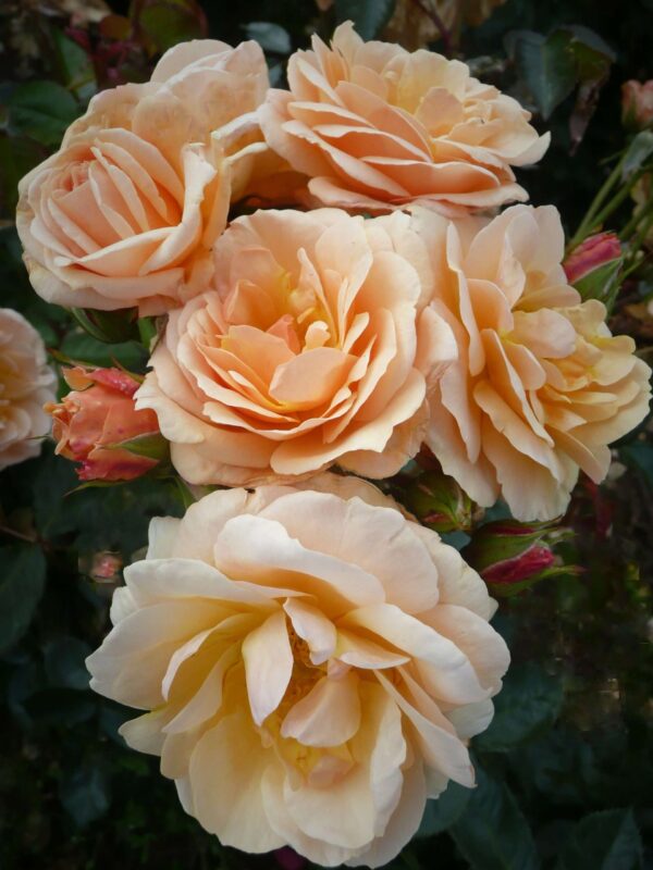 Rosa 'Jacqueline Redmill'-0