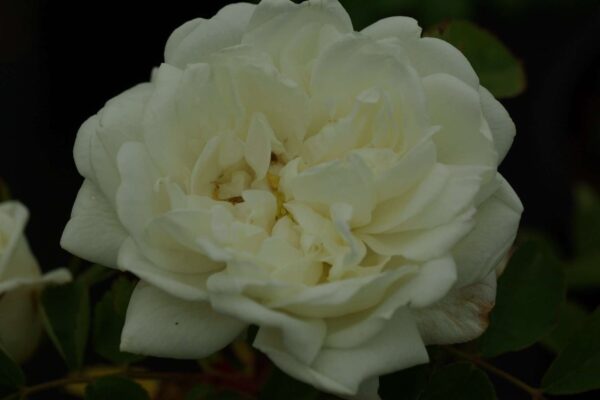 Rosa 'Karl Forster'-0