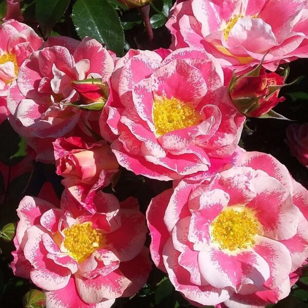 Rosa 'Lady Adrianna'-0