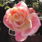 Rosa 'Lady Adrianna'-9743