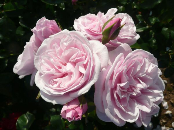 Rosa 'Lilac Wine'-0