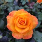 Rosa 'Midnight Sun'-0