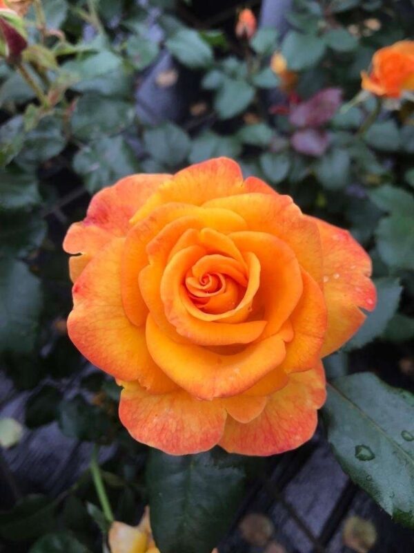 Rosa 'Midnight Sun'-0