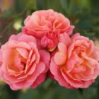 Rosa 'Peach Melba'-0