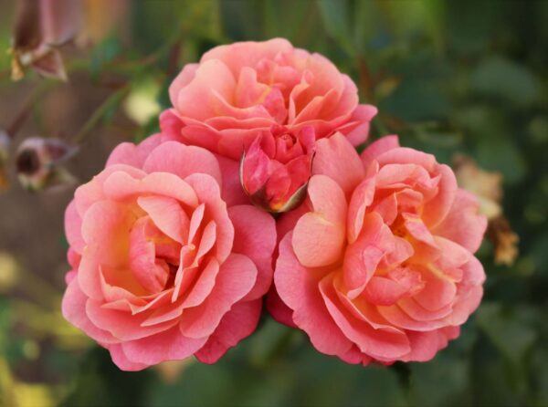 Rosa 'Peach Melba'-0