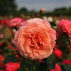 Rosa 'Peach Melba'-9787