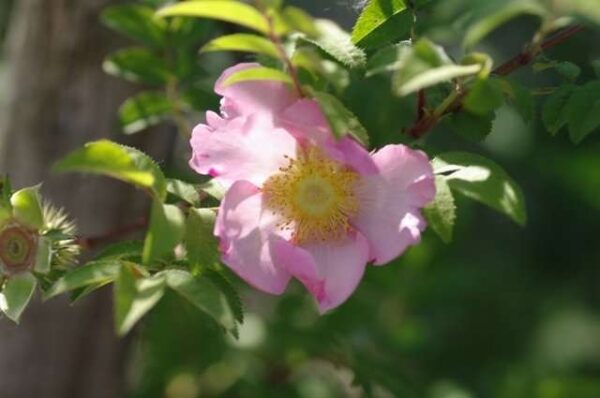 Rosa 'Roxburghii'-0