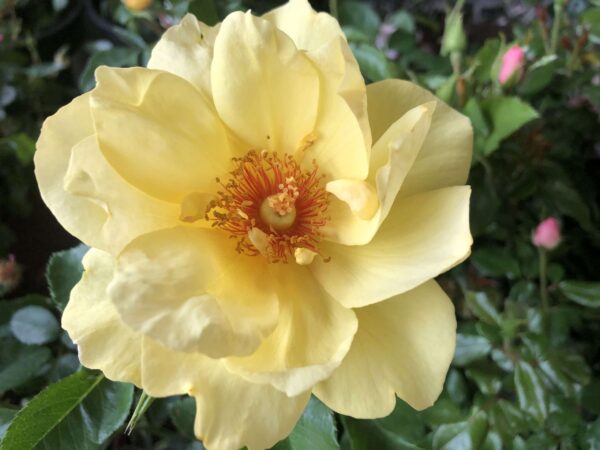 Rosa 'Solar Bee Licious'-0