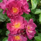 Rosa 'Wild Rover'-0