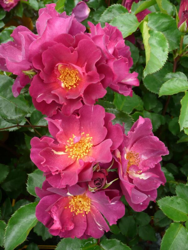 Rosa 'Wild Rover'-0