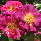 Rosa 'Wild Rover'-9764